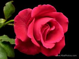 A Pretty Rose